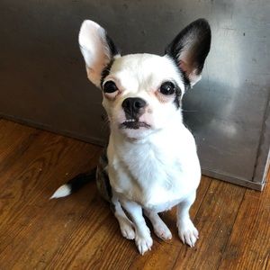 Meet Walter! - Not for sale!